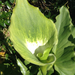 Green Cala Lily - Photo (c) Bruce Calvert, some rights reserved (CC BY), uploaded by Bruce Calvert