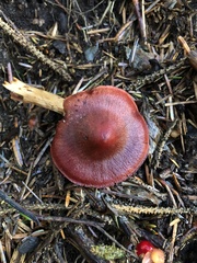 Cortinarius smithii