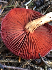 Cortinarius smithii