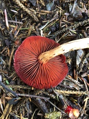Cortinarius smithii