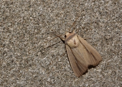 Mythimna prominens