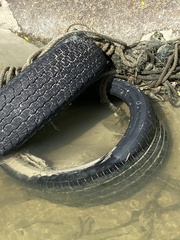 Periophthalmus argentilineatus