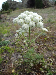 Seseli gummiferum