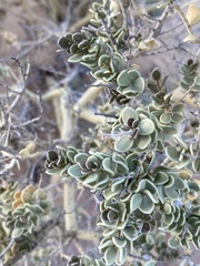 Mortonia utahensis