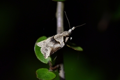 Harmologa amplexana