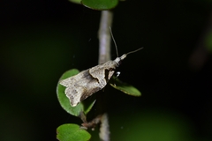 Harmologa amplexana