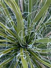 Yucca utahensis