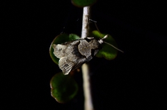 Harmologa amplexana