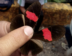 Heliconius melpomene melpomene