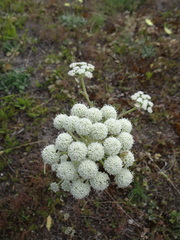 Seseli gummiferum