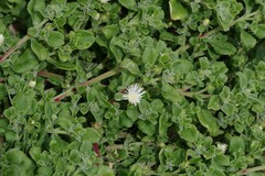 Mesembryanthemum aitonis