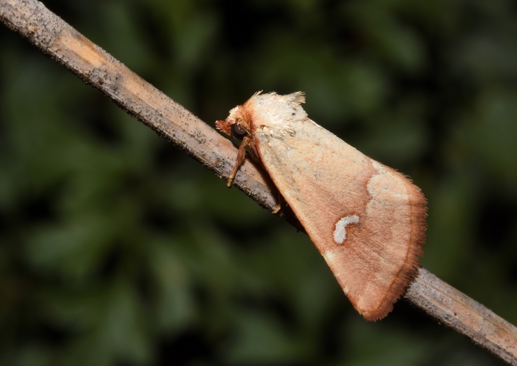 Haemerosia renalis