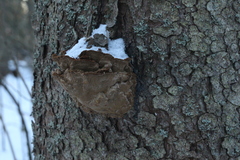 Phellinus abietis
