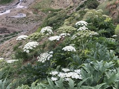 Heracleum persicum