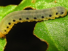 Allantus luctifer