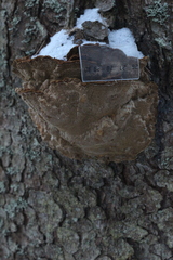 Phellinus abietis