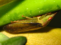 Neotituria kongosana