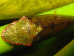 Neotituria kongosana