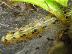 Pyrausta phoenicealis