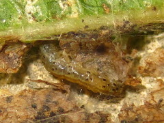 Pyrausta phoenicealis