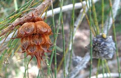 Cylindrococcus spiniferus