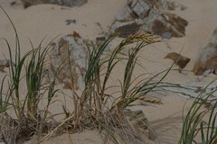 Thinopyrum distichum