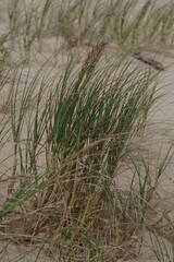 Thinopyrum distichum