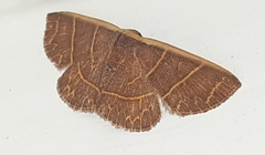 Lepidoptera