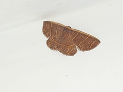 Lepidoptera