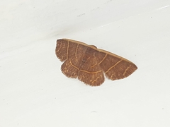 Lepidoptera