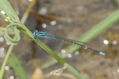 Pseudagrion australasiae