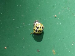 Psyllobora variegata