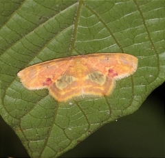 Chrysocraspeda dilucida