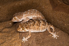 Tarentola chazaliae