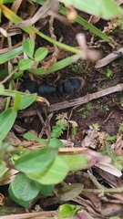 Pseudoneoponera rufipes