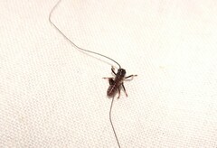 Gryllacrididae