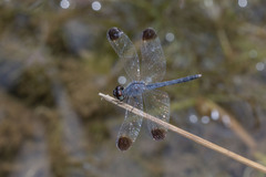 Diplacodes nebulosa