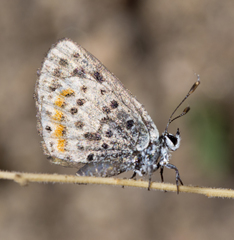 Euphilotes enoptes dammersi