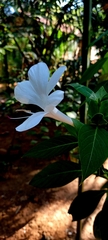 Barleria