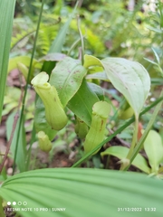 Nepenthes