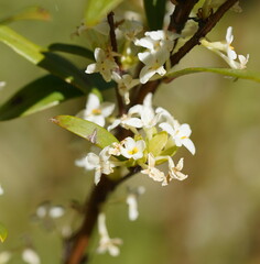 Pimelea axiflora alpina