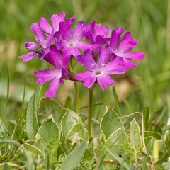 Primula spectabilis