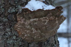 Phellinus abietis