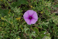 Ipomoea ficifolia