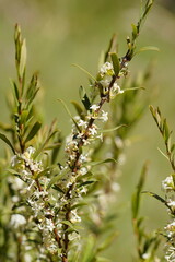 Pimelea axiflora alpina