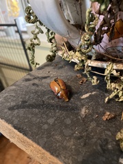 Anoplognathus montanus