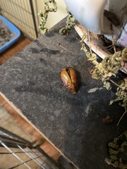 Anoplognathus montanus