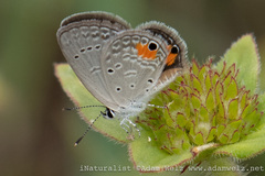 Eicochrysops messapus