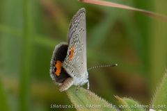 Eicochrysops messapus