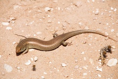Chalcides polylepis